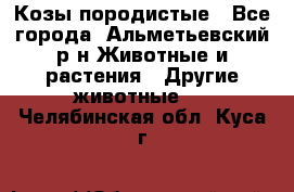 Козы породистые - Все города, Альметьевский р-н Животные и растения » Другие животные   . Челябинская обл.,Куса г.